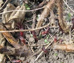 Loganberries emerging through the soil in the spring.